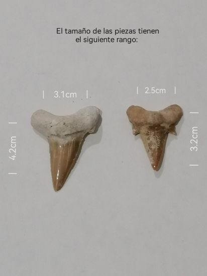 Imagen de Diente fósil de tiburón, collar.