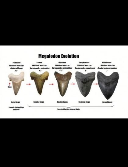 Imagen de Diente fósil de tiburón, collar.