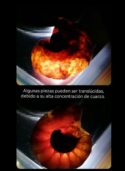 Imagen de Amonite  fósil  natural estuche de colección. 