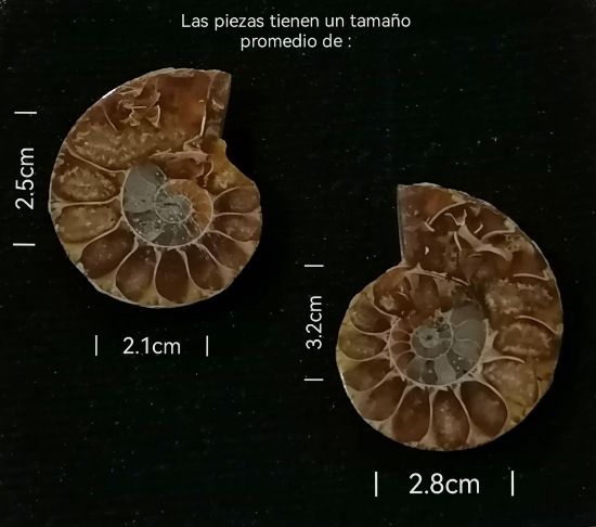 Imagen de Amonite  fósil  natural estuche de colección. 