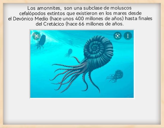 Imagen de Amonite  fósil  natural estuche de colección. 