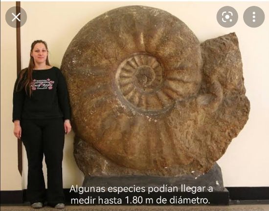 Imagen de Amonite  fósil  natural estuche de colección. 