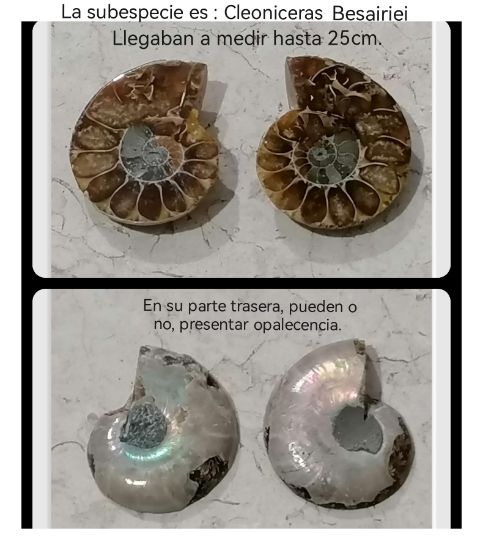 Imagen de Amonite  fósil  natural estuche de colección. 