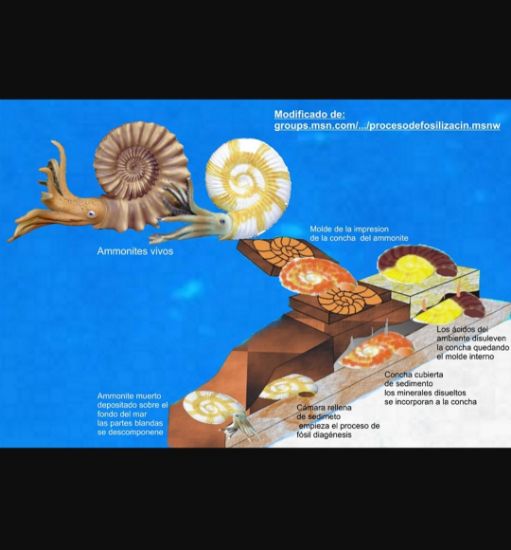 Imagen de Amonite  fósil  natural estuche de colección. 