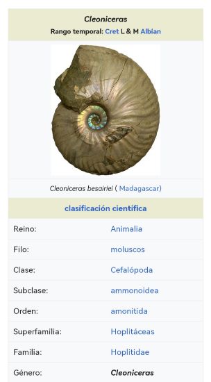 Imagen de Amonite  fósil  natural estuche de colección. 