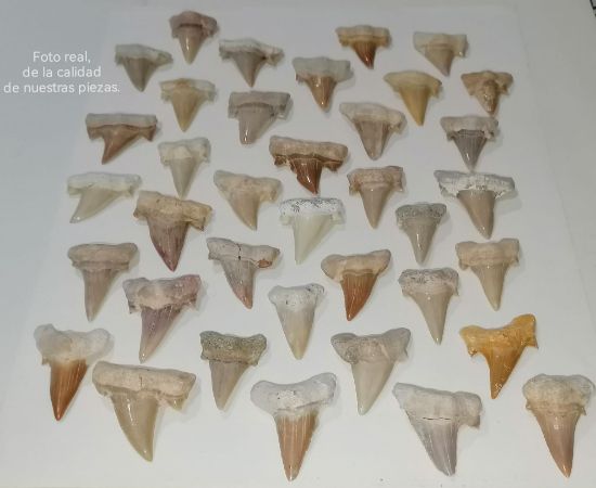 Imagen de Diente de tiburón, fósil,estuche. 