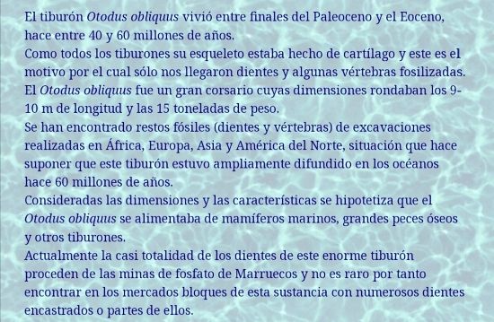 Imagen de Diente de tiburón, fósil,estuche. 