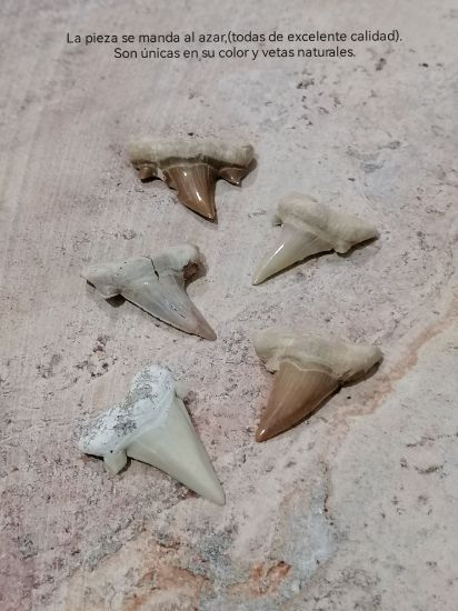 Imagen de Diente de tiburón, fósil,estuche. 