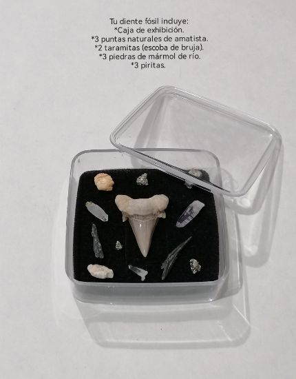 Imagen de Diente de tiburón, fósil,estuche. 