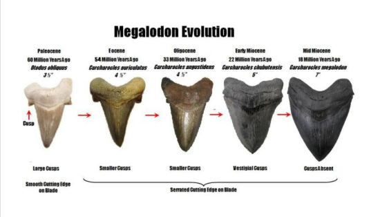 Imagen de Diente de tiburón, fósil,estuche. 