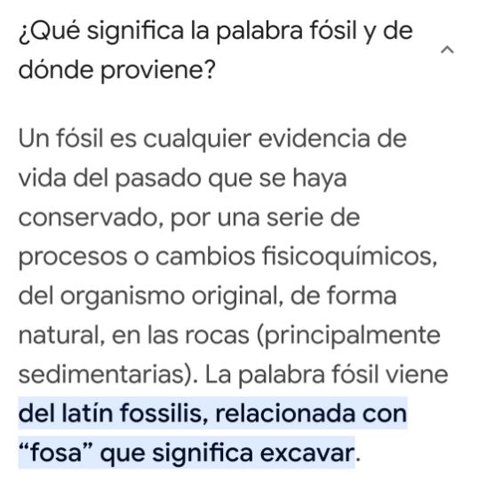 Imagen de Diente de tiburón, fósil,estuche. 