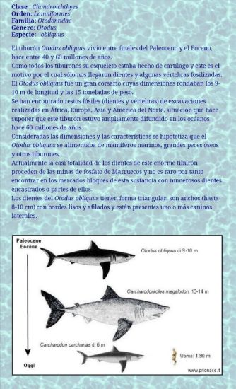 Imagen de Diente de tiburón, fósil,estuche. 