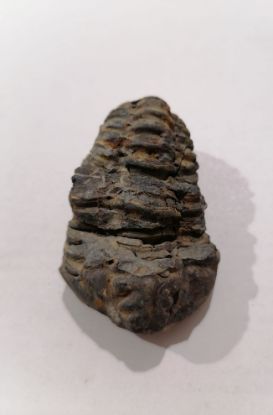 Imagen de Trilobite calymene 