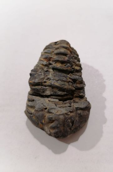 Imagen de Trilobite calymene 