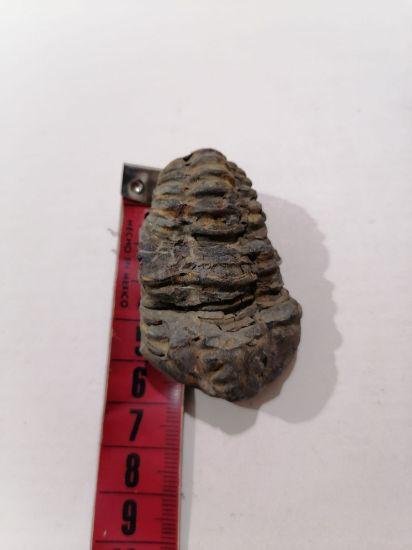 Imagen de Trilobite calymene 