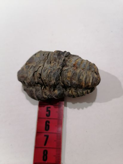 Imagen de Trilobite calymene 