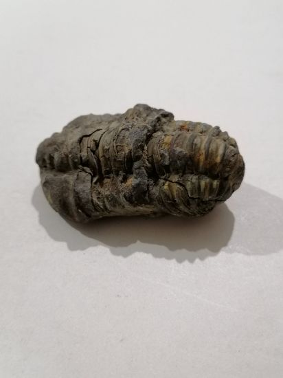 Imagen de Trilobite calymene 