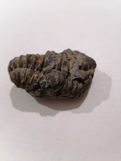 Imagen de Trilobite calymene 