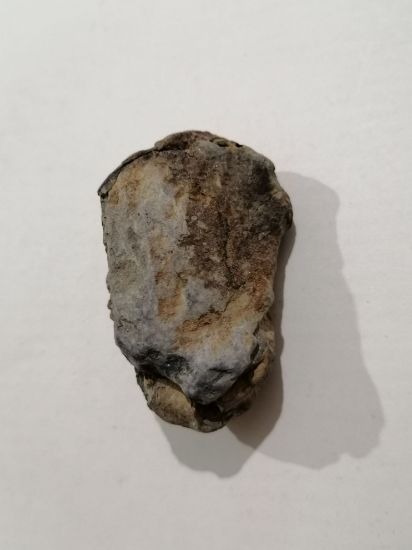 Imagen de Trilobite calymene 