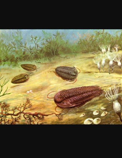 Imagen de Trilobite calymene 